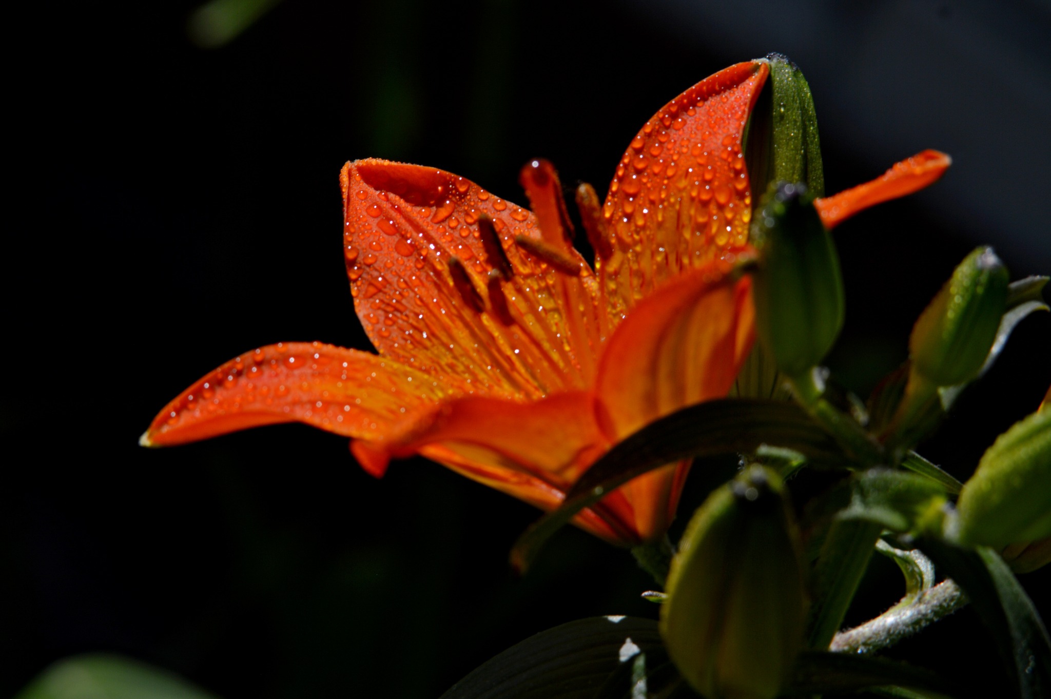 Orange Lily flower